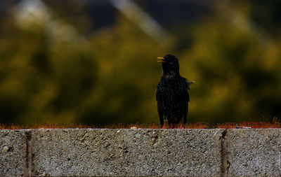 Close-up of bird perching on wall