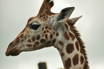 Close-up of giraffe