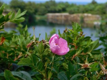 Close-up of pink flowers blooming outdoors