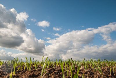 Dramatic rain clouds over a harvested field. panoramic view.