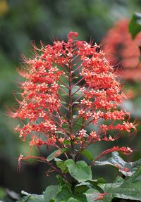 Close-up of red flowering plant