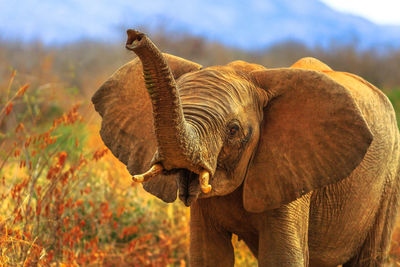 Elephant standing on field