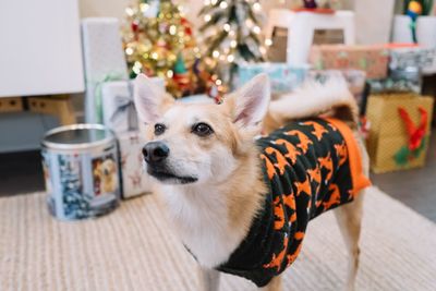 Dog looking away against christmas decoration at home