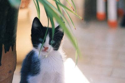 Close-up portrait of a cat