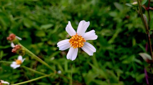 Close-up of white flowering plant