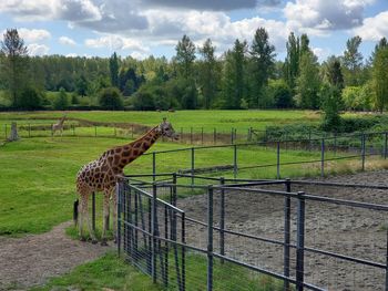 Giraffe at the fence in vancouver zoo