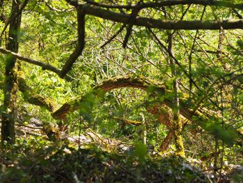 Plants growing on tree