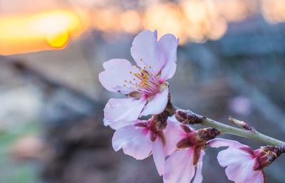 Close-up of pink flowers growing outdoors