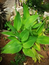 High angle view of green leaves on field