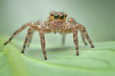 Close-up of spider