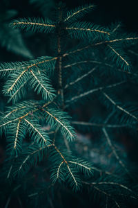 Close-up of fern tree