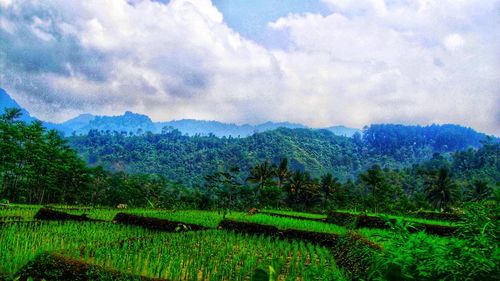 Scenic view of agricultural field against sky