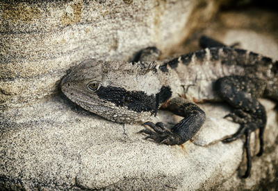 High angle view of lizard on rock