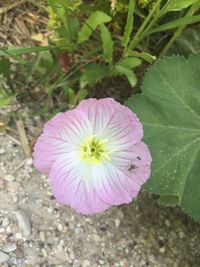 Close-up of flower blooming outdoors