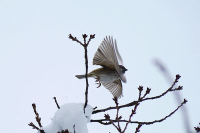 Low angle view of bird flying against clear sky