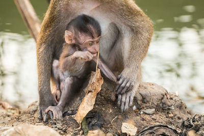 Close-up of long-tailed macaque with infant on rock at zoo