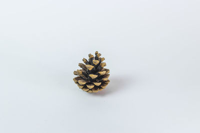 High angle view of pine cone on white background