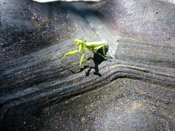 Close-up of insect on leaf