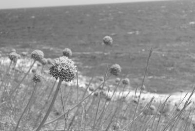 Close-up of flowering plants on field by sea