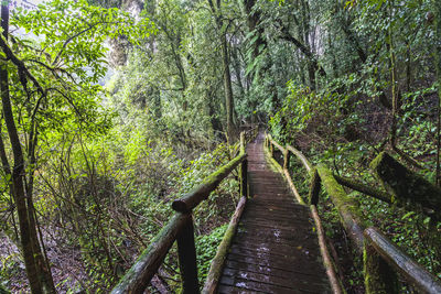 Beautiful rain forest at angka nature trail in doi inthanon national park, thailand