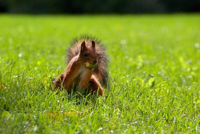Close-up of a squirrel with a nut in mouth on field