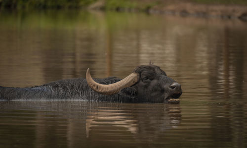 Close-up of buffalo in lake