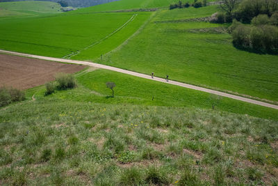 High angle view of grassy field