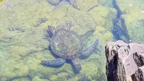 High angle view of turtle swimming in water