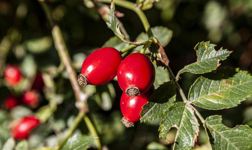 Close-up of red berries growing on plant