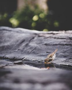 Close-up of bird on a lake