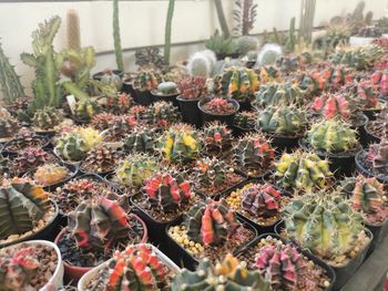 High angle view of succulent plants in greenhouse