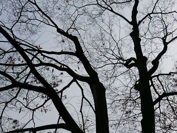 Low angle view of bare tree against sky