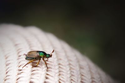 Close-up of insect