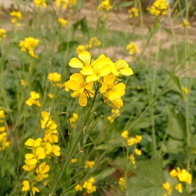 flower, yellow, freshness, fragility, growth, petal, beauty in nature, focus on foreground, flower head, blooming, nature, plant, field, close-up, in bloom, stem, wildflower, selective focus, blossom, day