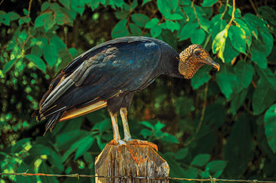 View of vulture on alert over trunk fence near the town of joanópolis. brazil.