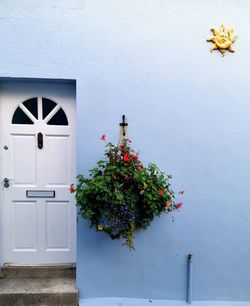 Potted plant against white wall of building