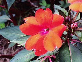 Close-up of flowers