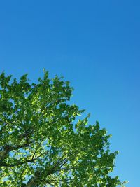 Low angle view of tree against blue sky