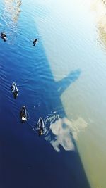 High angle view of ducks swimming in lake