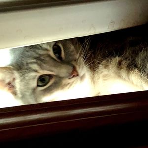 Close-up portrait of a cat