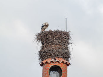 Low angle view of birds perching on nest against sky