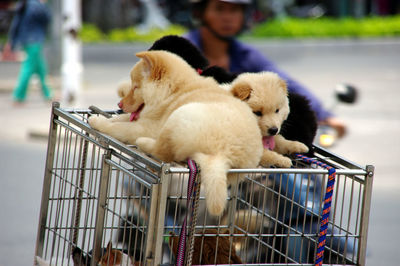 Dogs relaxing on cage