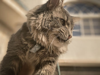 Close-up of cat looking away