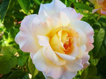 Close-up of pink rose