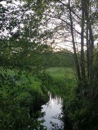 Scenic view of forest