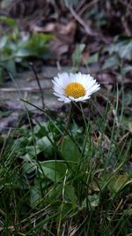 Close-up of white flowering plant on field