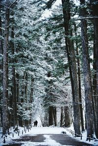 Trees in forest during winter