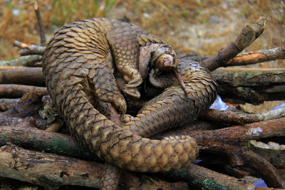 101 smuggled pangolins were secured at the riau natural resources conservation agency.