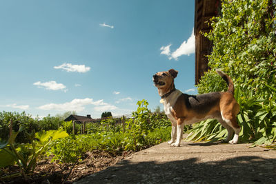 Dog on field against sky