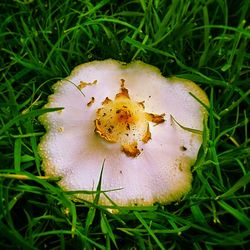 Close-up of mushroom on grassy field